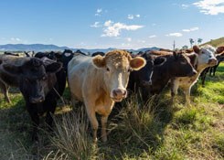 "Tritacarne" e "Cowspiracy: una serata dedicata ai danni degli allevamenti intensivi e ai rischi per la salute