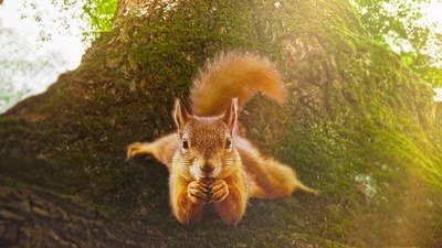 LA QUERCIA E I SUOI ABITANTI
